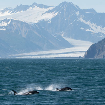 Our amazing 5 Day Kenai tour