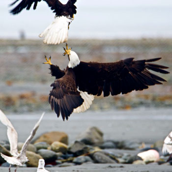 Alaska Adventure Trips Wildlife 2 Eagles Fighting