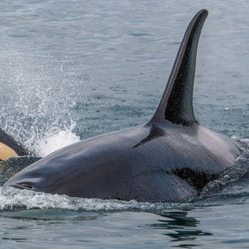 Alaska Adventures Orca and Calf Closeup