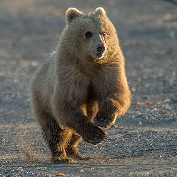 Alaska Bear Viewing Running Bear Beach