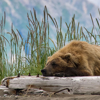 Alaska Bear Viewing Sleepy Bear Grass