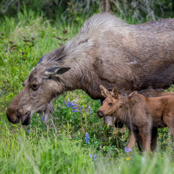 All Inclusive Vacations Moose Cow and Calf
