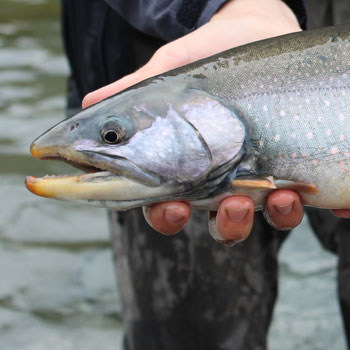 Kenai Dolly Varden