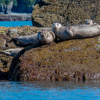 Kenai Fjords Tours Stellar Sea Lion Haulout